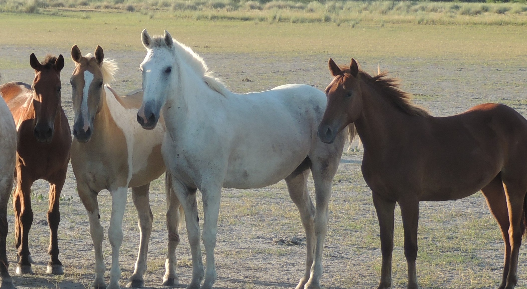 LA PROVINCIA CONFIRMÓ UN CASO DE ENCEFALOMIELITIS EQUINA EN SAN CRISTÓBAL
