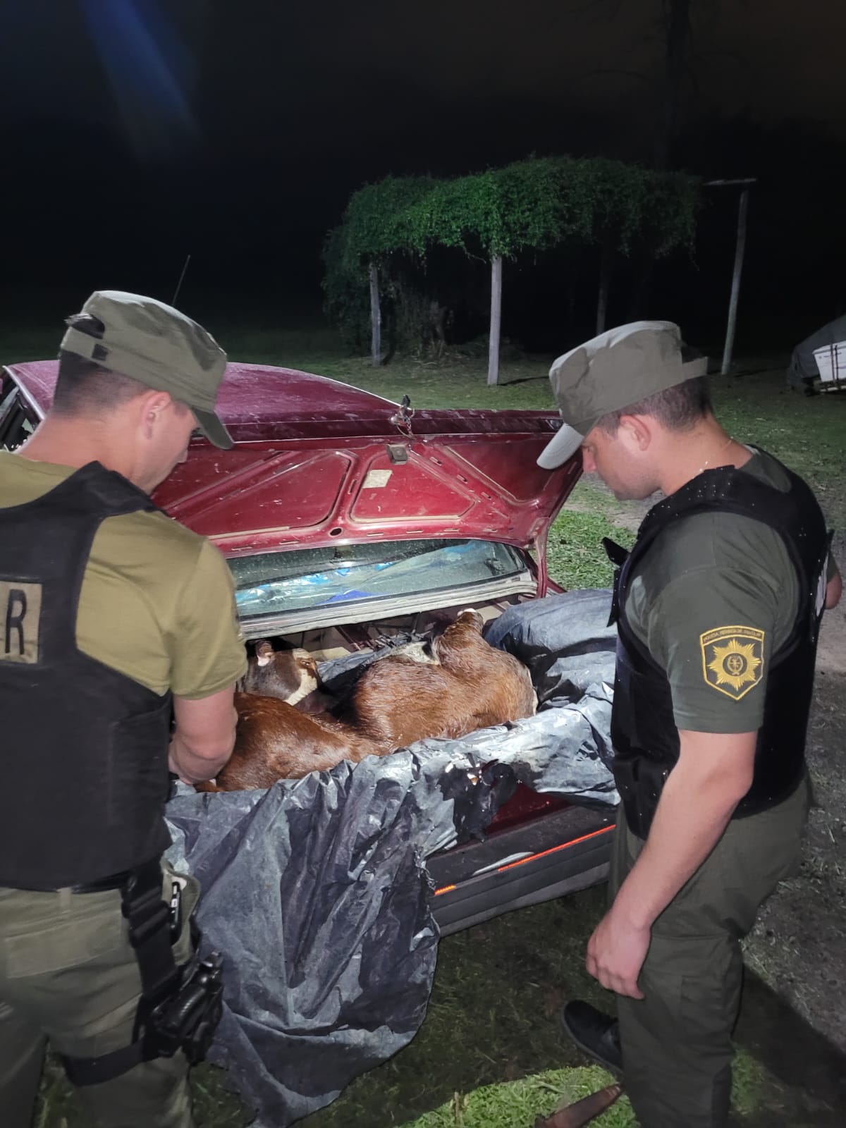 Efectivos policiales de la Sección Nº 9, de la localidad de Villa Ocampo, pertenecientes a la DGSR,” LOS PUMAS”, esclarecieron un hecho de Abigeato y aprehendieron al involucrado.
