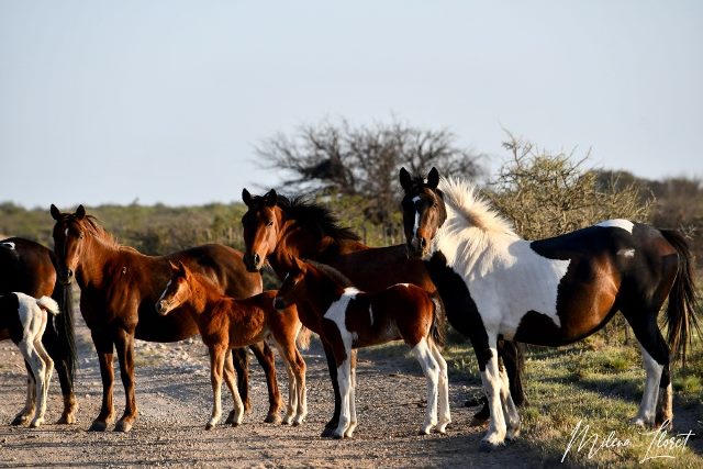 Personal de la Guardia Rural “Los Pumas”, de la localidad de Villa Ocampo y San Jorge labraron Acta por omisión de custodia animal.