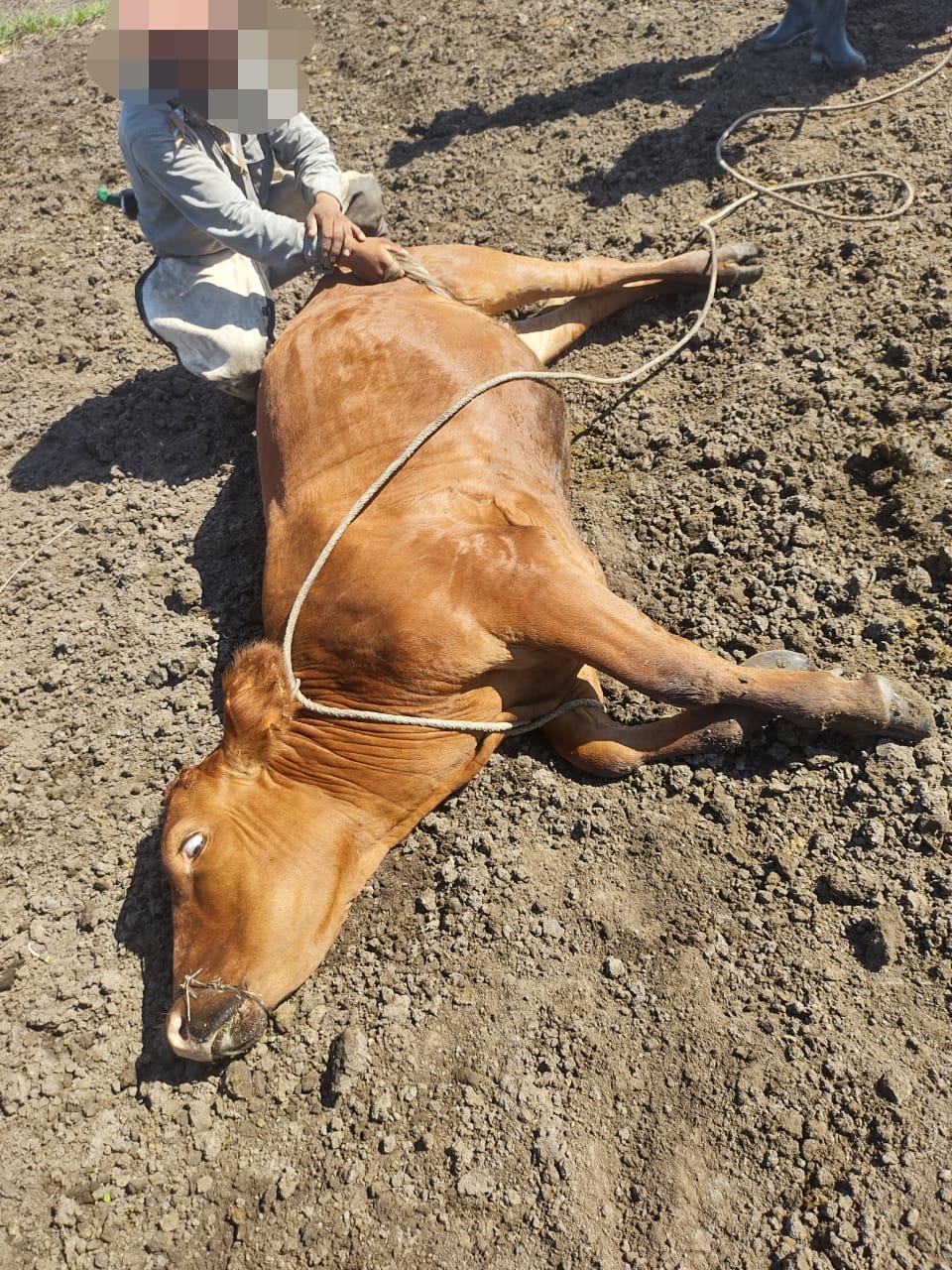 Personal de la Guardia Rural “Los Pumas” de la Localidad de Villa Ocampo, esclareció un hecho de ABIGEATO CALIFICADO.