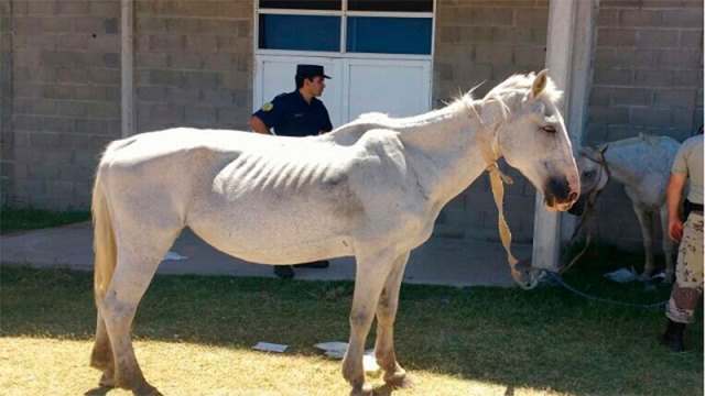 Personal de la Guardia Rural “Los Pumas”, con asiento en la localidad de Villa Ocampo, Reconquista y La Gallareta labraron Actas por omisión de custodia animal.