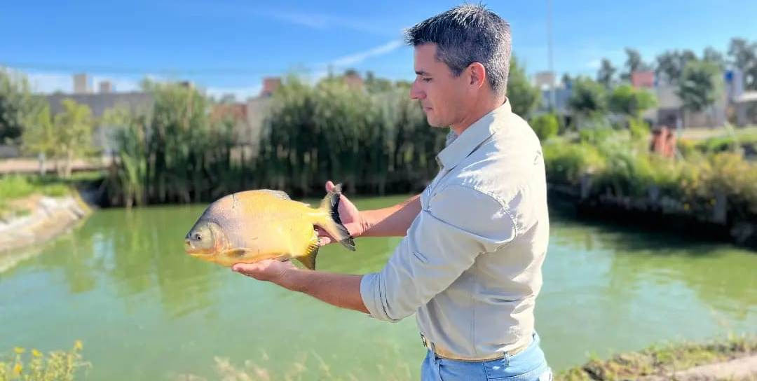 Excelente primera cosecha de “Pacú” en el territorio productivo municipal de Las Toscas.