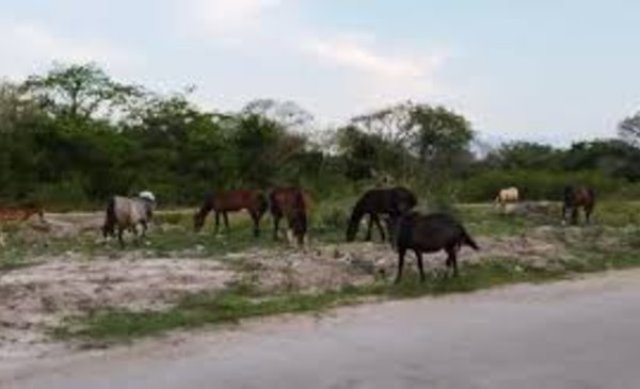 Personal de la Guardia Rural “Los pumas”, con asiento en Villa Constitución, La Gallareta, Reconquista, Florencia y Patrulla de refuerzo operativo labraron actas por omisión de custodia animal.