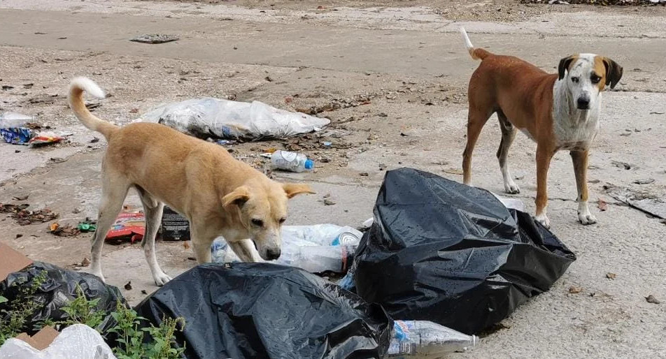 Conmoción en Corrientes: cientos de perros muertos por envenenamiento y personas intoxicadas
