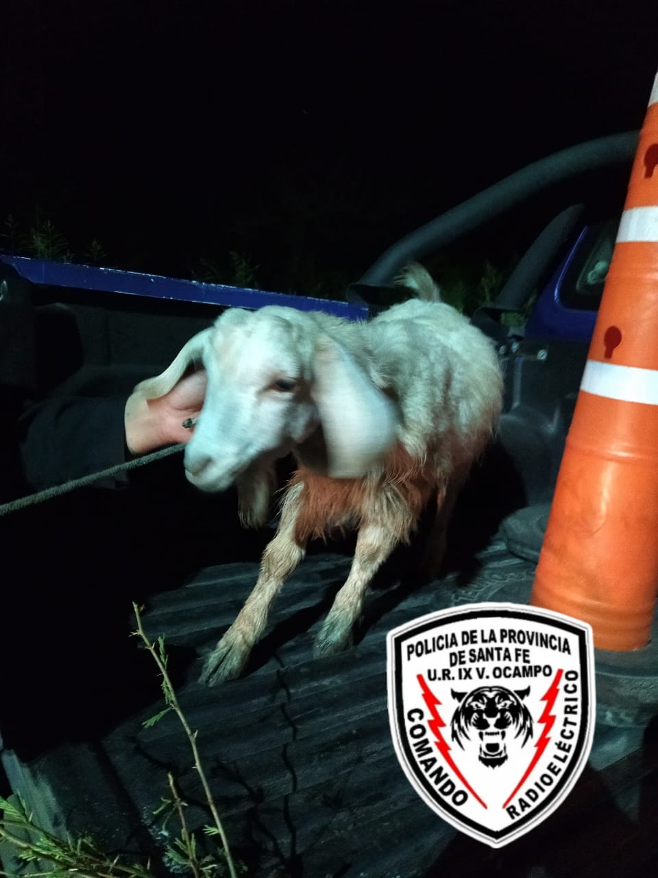 VILLA OCAMPO: SE ROBARON EL CHIVO