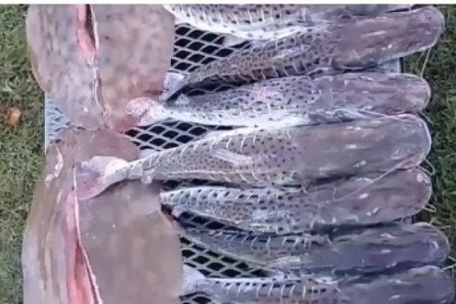 Provincia multó a pescadores por cometer infracciones a la Ley de protección de la Fauna Ictícola