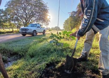 VILLA OCAMPO: CONTINÚA LA PLANTACIÓN DE ÁRBOLES EN SECTORES DE LA CIUDAD