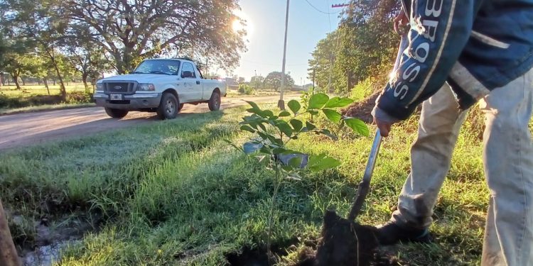 VILLA OCAMPO: CONTINÚA LA PLANTACIÓN DE ÁRBOLES EN SECTORES DE LA CIUDAD