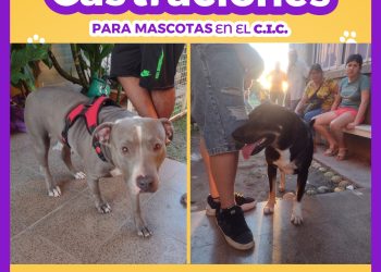 VILLA OCAMPO: SE REALIZÓ EL PRIMER TRAMO DE CASTRACIONES PARA MASCOTAS EN EL CIC