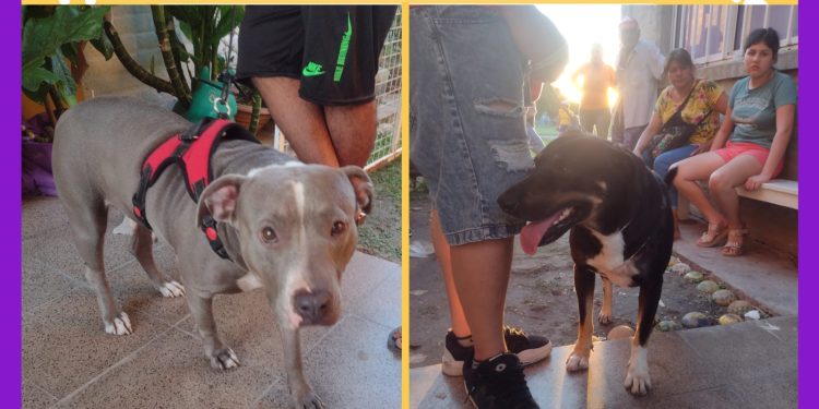 VILLA OCAMPO: SE REALIZÓ EL PRIMER TRAMO DE CASTRACIONES PARA MASCOTAS EN EL CIC