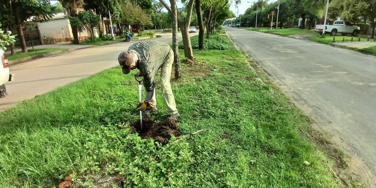 VILLA OCAMPO: CONTINÚAN LOS TRABAJOS DE REFORESTACIÓN EN SECTORES DE LA CIUDAD