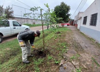 VILLA OCAMPO: TRABAJOS DE FORESTACIÓN EN BARRIO OESTE