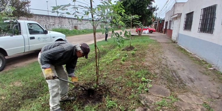VILLA OCAMPO: TRABAJOS DE FORESTACIÓN EN BARRIO OESTE