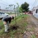 VILLA OCAMPO: TRABAJOS DE FORESTACIÓN EN BARRIO OESTE