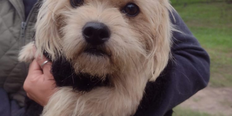 VILLA OCAMPO: SE REALIZÓ EL SEGUNDO TRAMO DE CASTRACIONES EN EL CIC