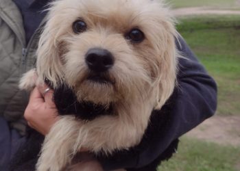 VILLA OCAMPO: ÚLTIMO TRAMO DE CASTRACIONES DE MASCOTAS EN EL CIC