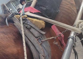 Reconquista: Rescatan un caballo que tiraba un carro en malas condiciones.