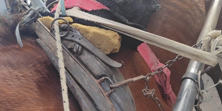 Reconquista: Rescatan un caballo que tiraba un carro en malas condiciones.