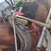 Reconquista: Rescatan un caballo que tiraba un carro en malas condiciones.