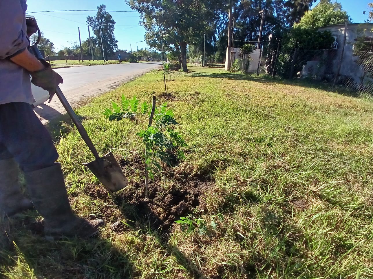 VILLA OCAMPO: CONTINÚAN LOS TRABAJOS DE FORESTACIÓN EN BARRIO OESTE