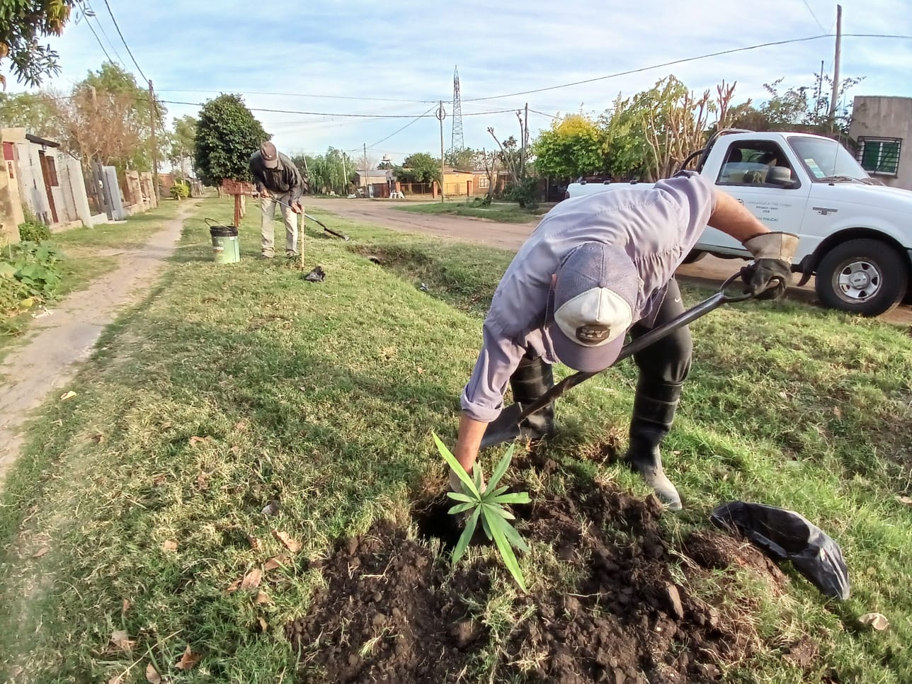 VILLA OCAMPO: CONTINÚAN TRABAJOS DE FORESTACIÓN EN SECTORES DE LA CIUDAD