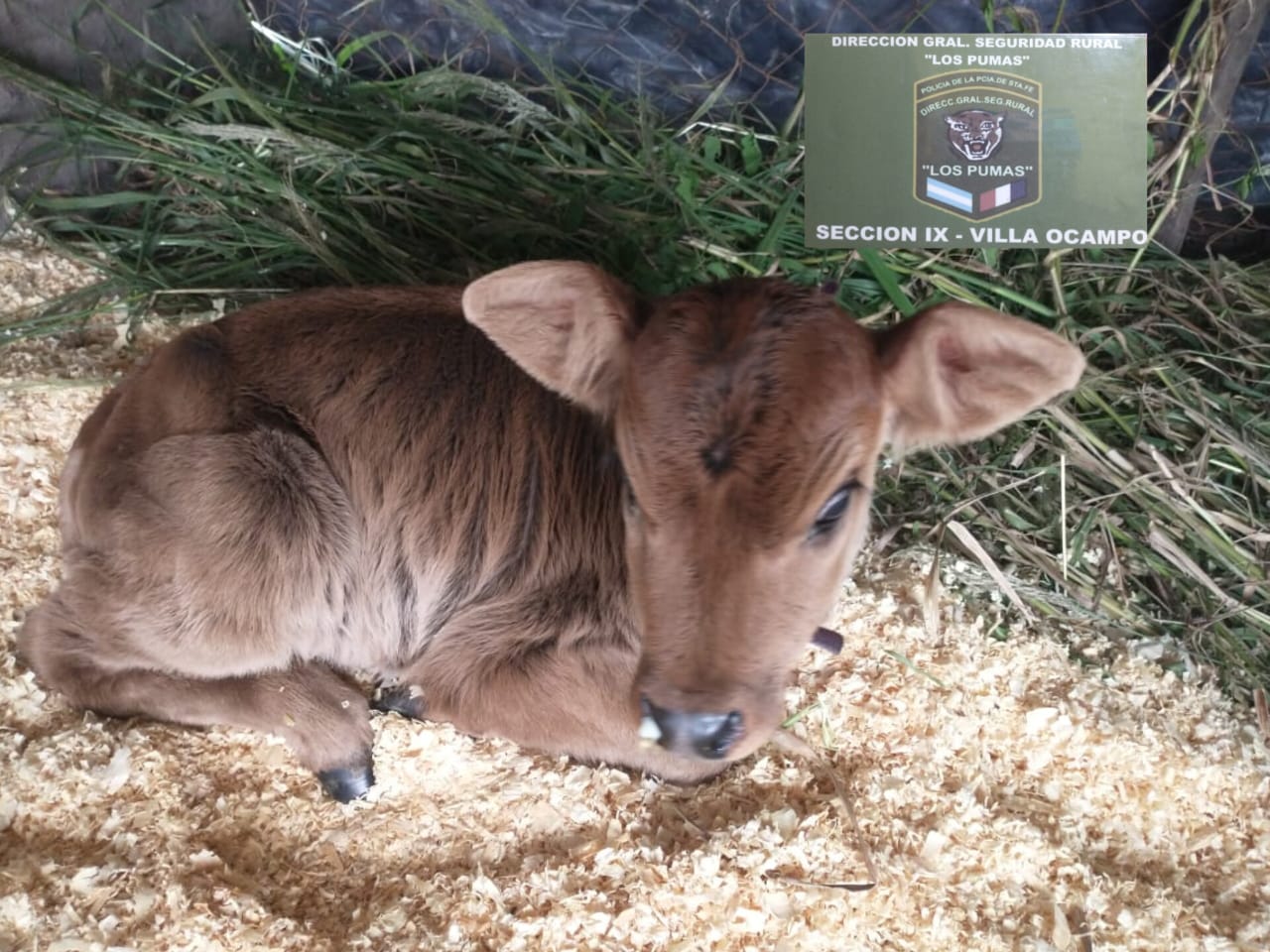 “Los Pumas” de Villa Ocampo esclarecieron un hecho de Abigeato.