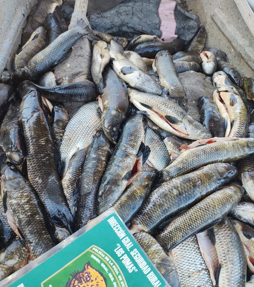 Efectivos Rurales de Puesto Fijo Florencia y Sección N° 1 Constituyentes, tomaron medidas necesarias para detener la depredación en las aguas provinciales.