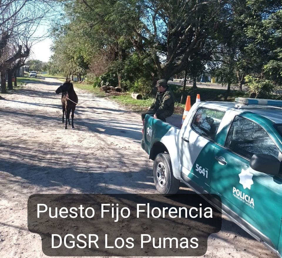 Efectivos de la Guardia Rural “Los Pumas”, de Venado Tuerto y Florencia labraron actas por omisión de custodia animal.