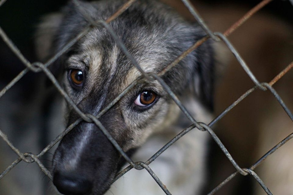 Comienza el tratamiento de la “Ley Conan” contra el maltrato animal