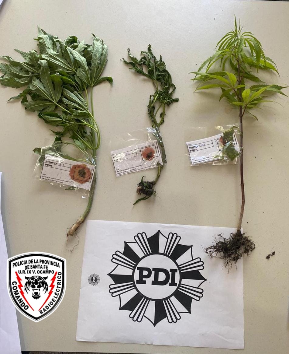 VILLA OCAMPO: La policía secuestra platas de cannabis, del patio de una vivienda.