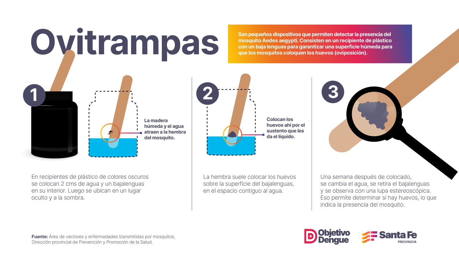 Objetivo Dengue: Provincia coloca trampas para detectar huevos de mosquito y establecer alertas tempranas