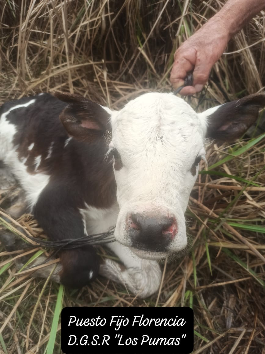 Los Pumas de la Ciudad de Florencia esclarecieron un hecho de ABIGEATO.