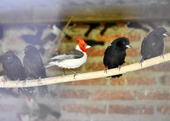 Santa Fe endurece las multas contra la caza y el comercio ilegal de fauna silvestre