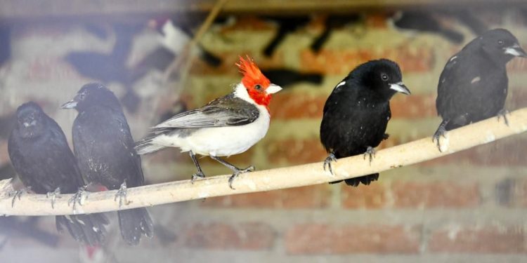 Santa Fe endurece las multas contra la caza y el comercio ilegal de fauna silvestre