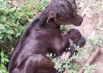 Los Pumas de la Ciudad de Villa Ocampo esclarecieron un hecho de ABIGEATO.