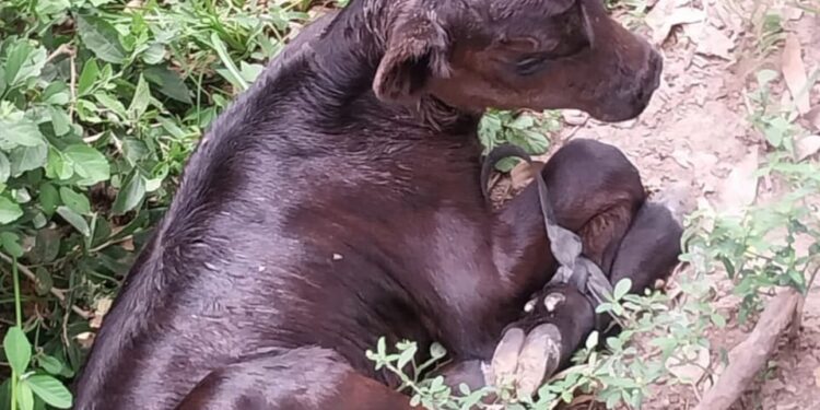 Los Pumas de la Ciudad de Villa Ocampo esclarecieron un hecho de ABIGEATO.
