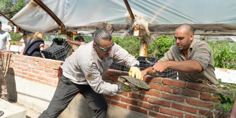 Ambiente: nuevas especies llegaron a Santa Fe para ser reinsertados en sus hábitats