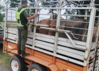 Personal de la Guardia Rural “Los Pumas” de Villa Ocampo, labraron Acta de Infracción por transportar animales sin documentación