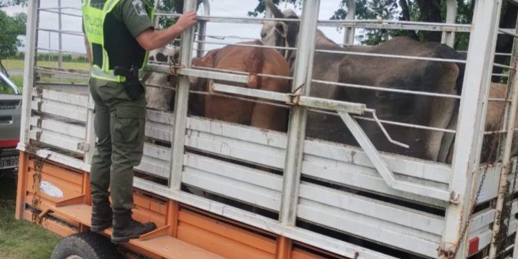 Personal de la Guardia Rural “Los Pumas” de Villa Ocampo, labraron Acta de Infracción por transportar animales sin documentación