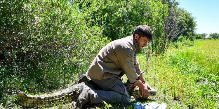 Biodiversidad: Provincia regresó un Yacaré overo a su hábitat natural