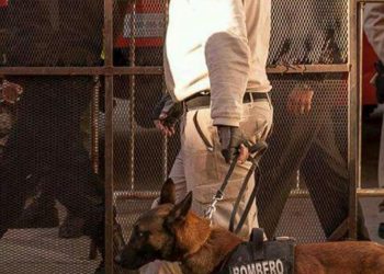 El adiós a Baloo, el perro rescatista que durante diez años fue héroe de los santafesinos