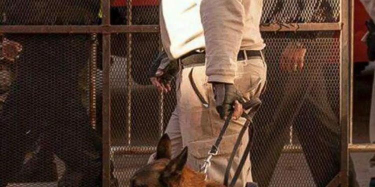 El adiós a Baloo, el perro rescatista que durante diez años fue héroe de los santafesinos