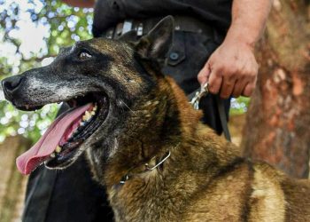 Sección Perros de la Policía de Santa Fe: décadas de servicio a la comunidad cumpliendo misiones en toda la provincia.