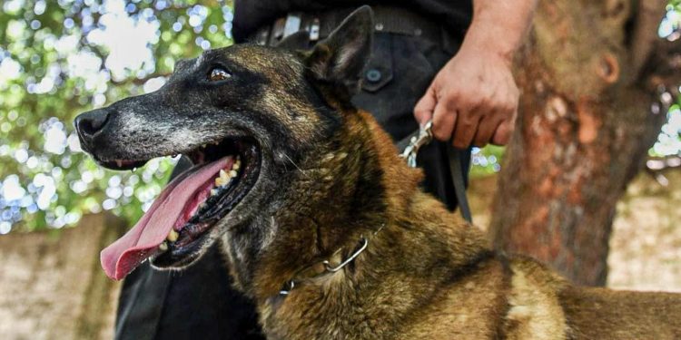 Sección Perros de la Policía de Santa Fe: décadas de servicio a la comunidad cumpliendo misiones en toda la provincia.