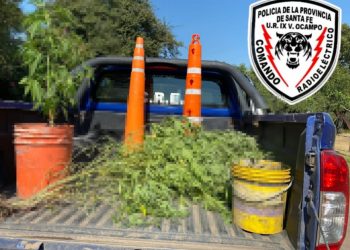 VILLA OCAMPO: Descubren más plantación de (marihuana)