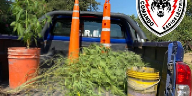 VILLA OCAMPO: Descubren más plantación de (marihuana)