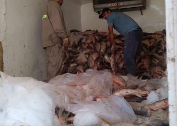 Decomisaron 3.000 sábalos en un operativo de control en Arroyo Seco