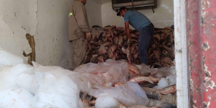 Decomisaron 3.000 sábalos en un operativo de control en Arroyo Seco