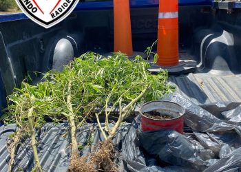 VILLA OCAMPO: La policía interceptó a una persona con plantas de CANNABIS SATIVA. 