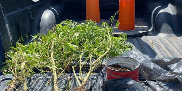 VILLA OCAMPO: La policía interceptó a una persona con plantas de CANNABIS SATIVA.